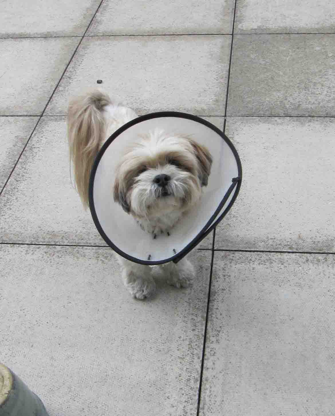 dex's bucket