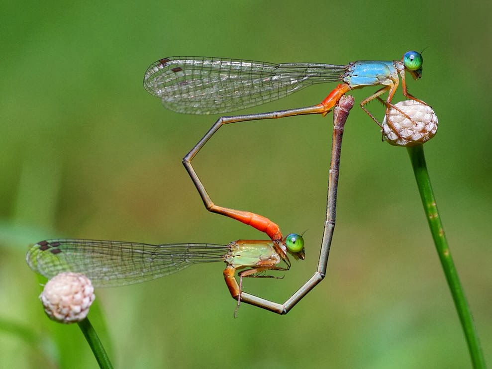 02.2014_damselflies-heart-shape