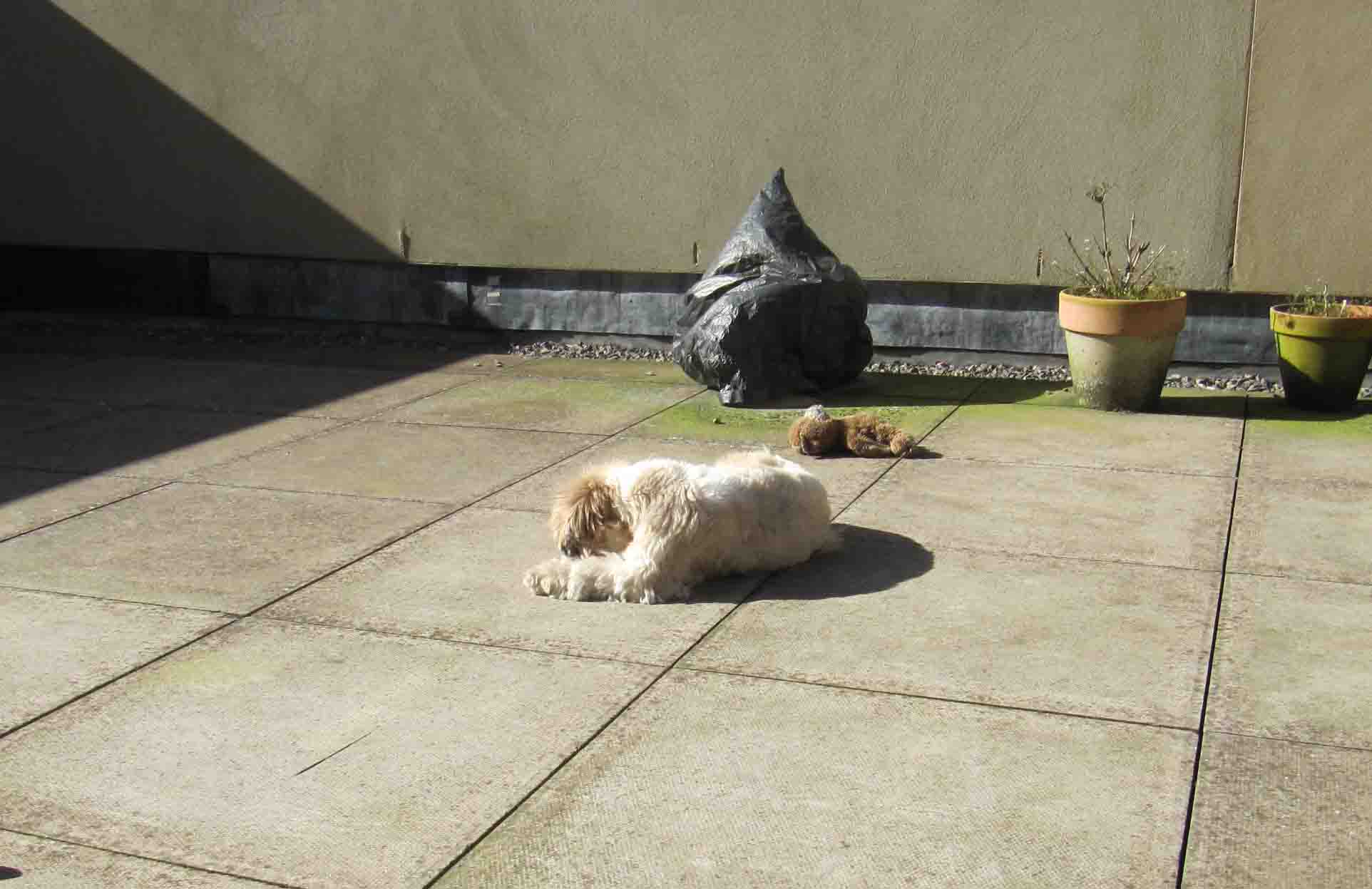 Dex in the sun - for blog