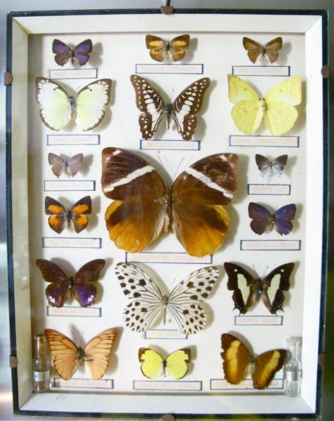 butterflies
