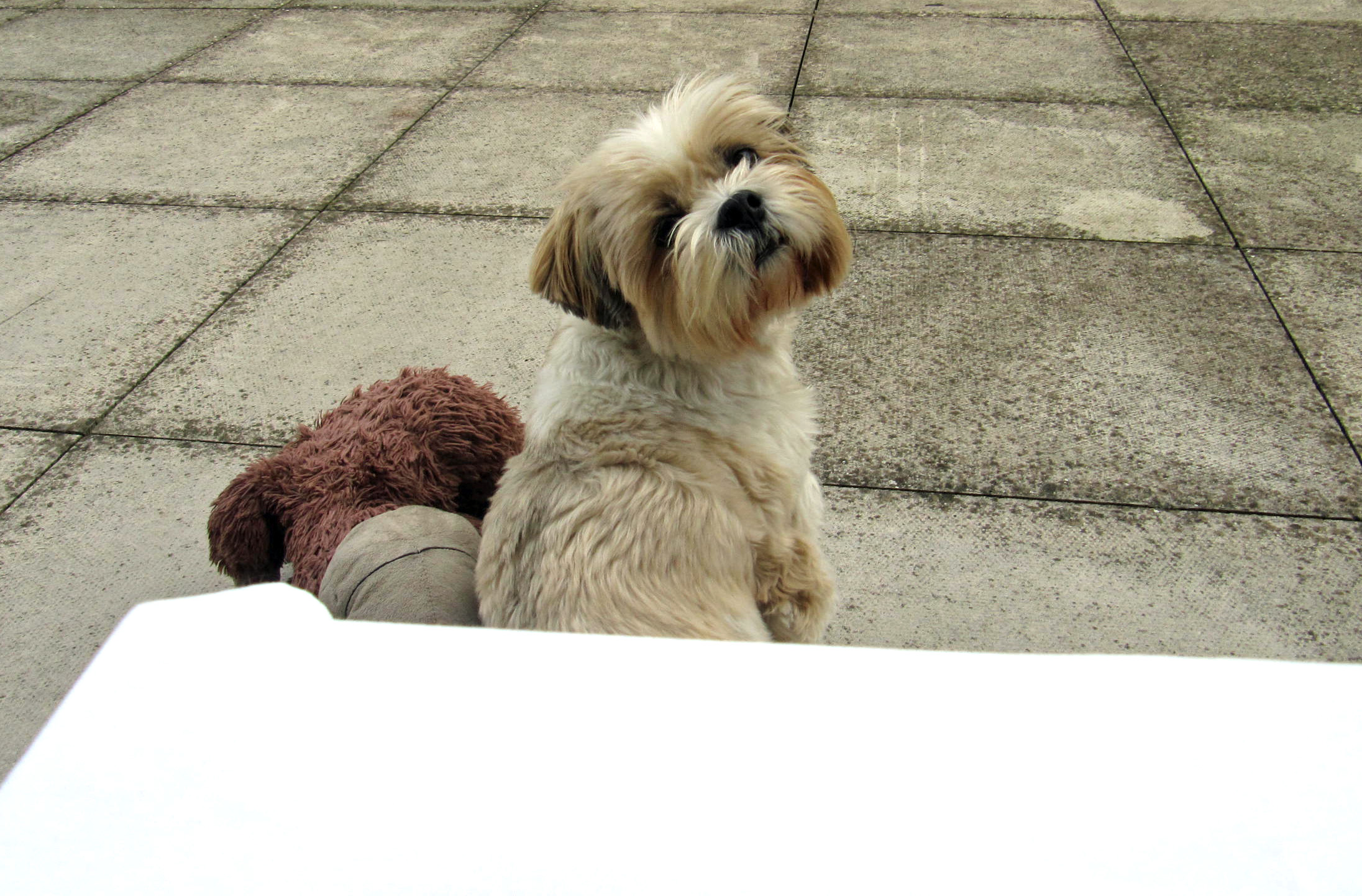 dexy hates photography